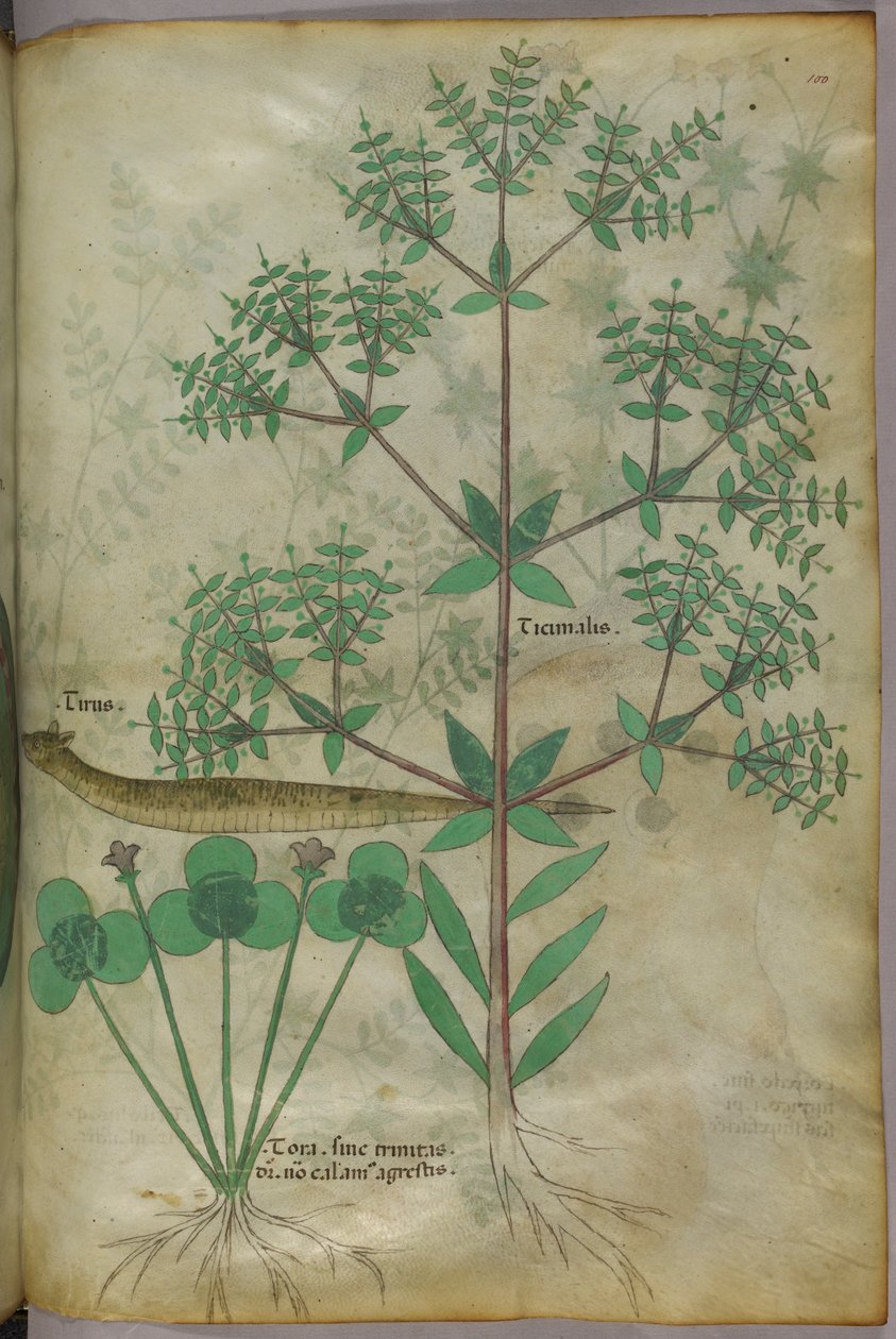Botanische Illustration von Pflanzen mit einem Tier, ca. 1440 von Italian School