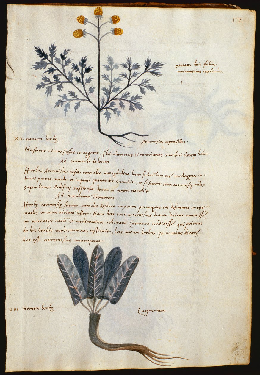 Cod. CCXXXVII Artemisia und Lapparium, Heilpflanzen aus einem 