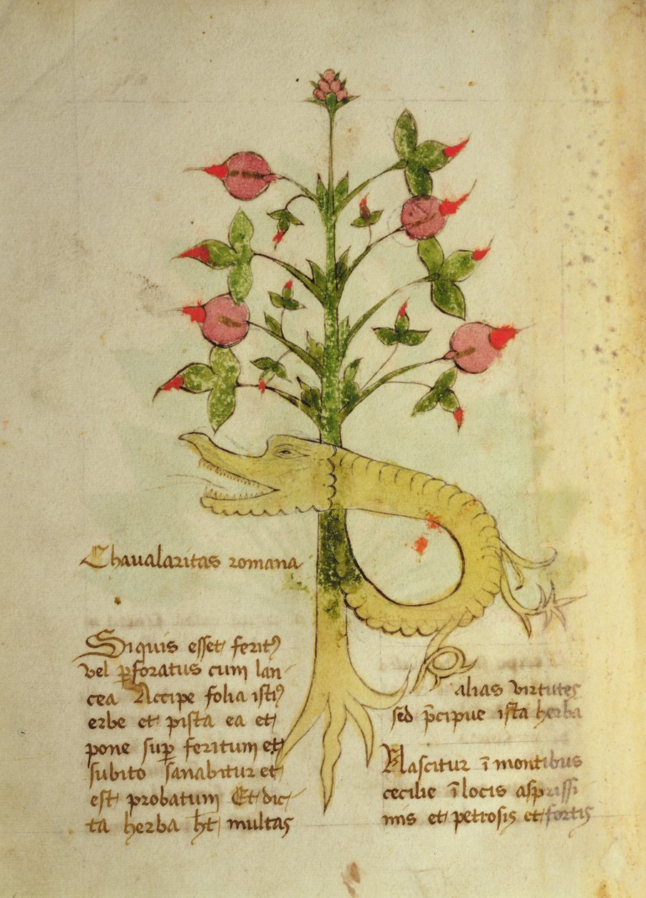 Herba Chavalaritas Romana, spätes 15. Jahrhundert von Italian School