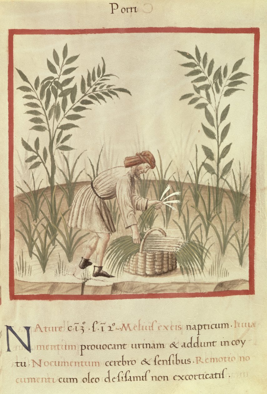 Ms 3054 f.22 Lauch ernten, aus 