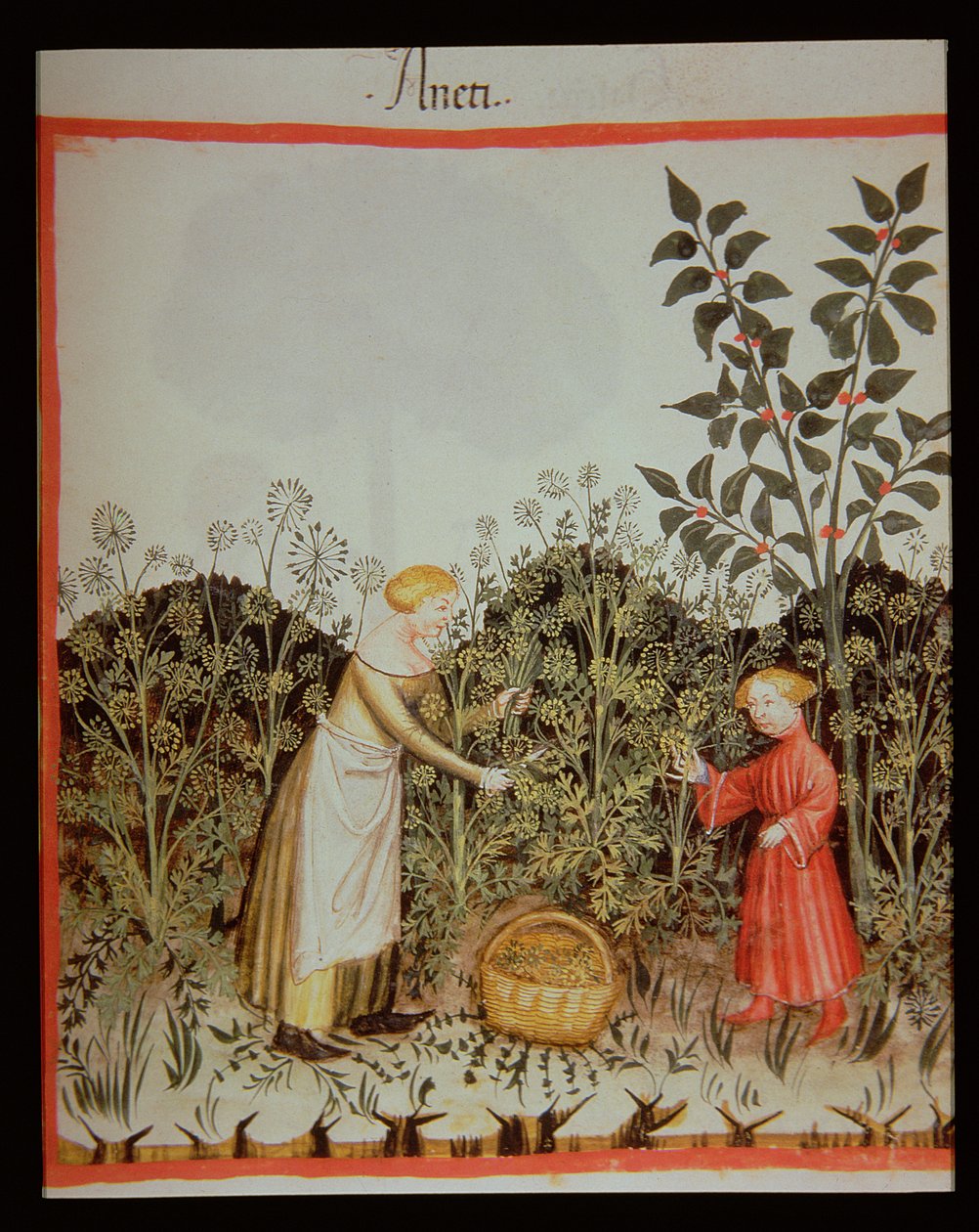 Nova 2644 f.32r Dill sammeln, Tacuinum Sanitatis Codex Vindobonensis von Italian School