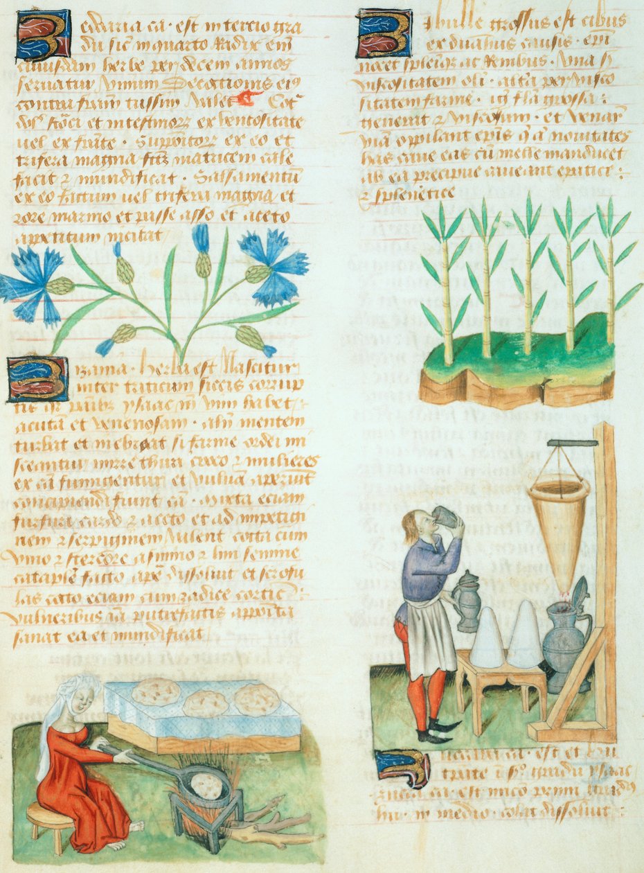 Seite aus dem Tractatus de Herbis von Dioscorides Pedanius von Italian School