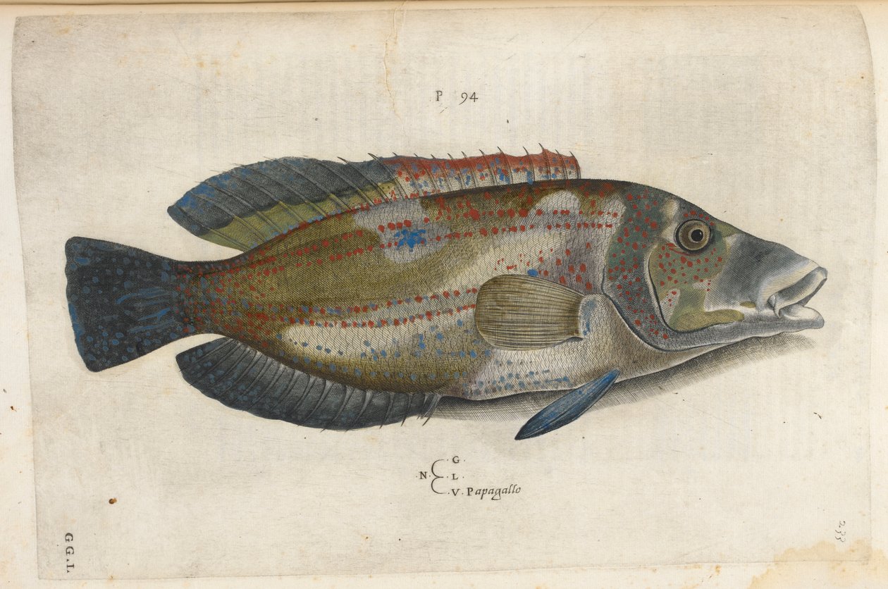 Papagallo (Nematistius pectorialis), Illustration aus 