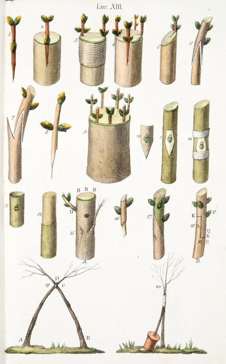 Verschiedene Beispiele des Pfropfens von Obstbäumen, Tafel XIV, aus LAntotrofia Ossia La Coltivazione DeFiori von Antonio Piccioli, 1834 von Italian School