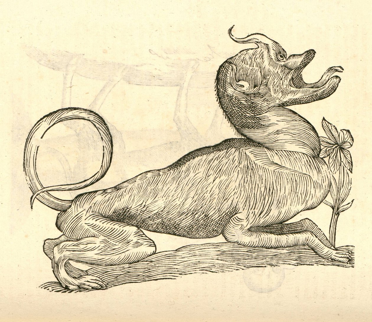 Illustration von Canis monstroso capite aus Aldrovandis Geschichte der Monster, 1642 von Italian School