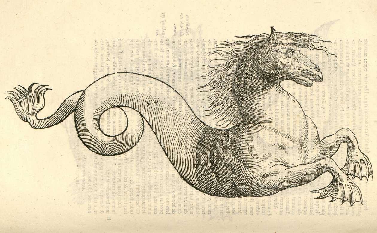 Illustration von Equus marinus monstrosus aus Aldrovandis Geschichte der Monster, 1642 von Italian School