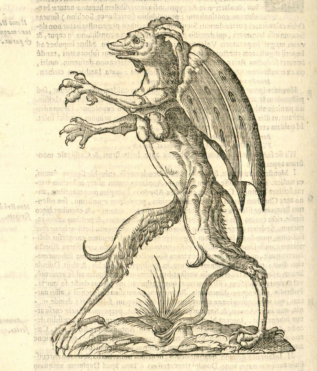 Illustration von Monstrum alatum, & cornutum instar Cacodaemonis aus Aldrovandis Geschichte der Monster, 1642 von Italian School