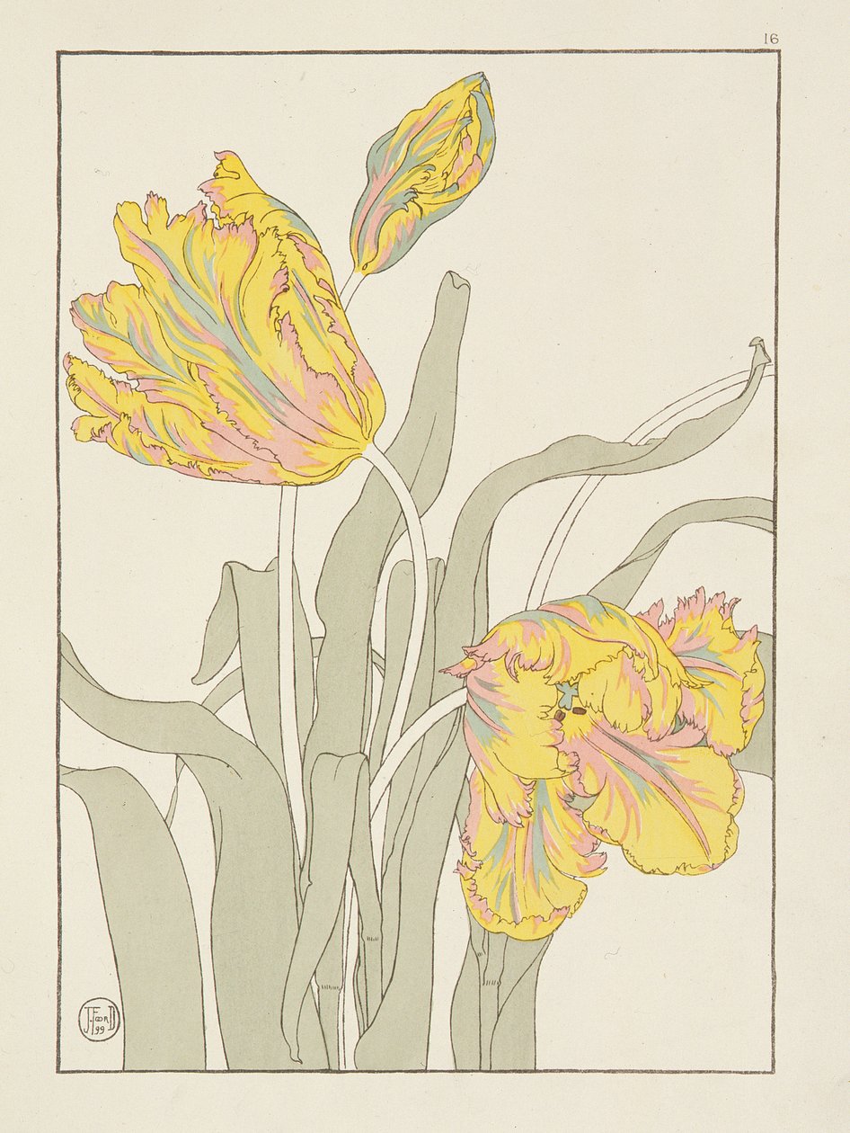 Tulpe von J. Foord, Tafel 16 aus Dekorative Blumenstudien, veröffentlicht 1901, 1899 von J. Foord