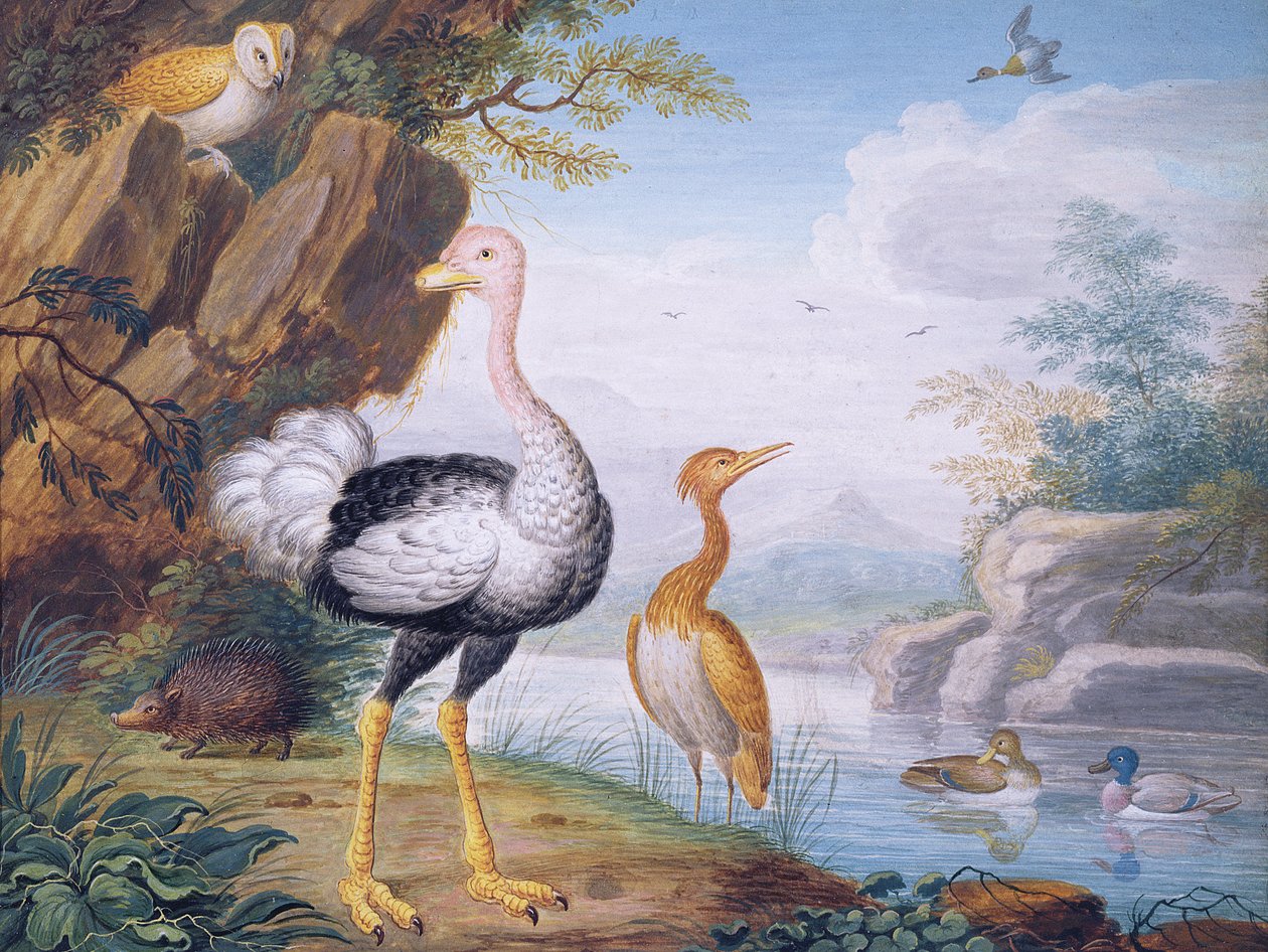 Exotische Vögel und eine Eule am Ufer eines Flusses von J.F. Hefele