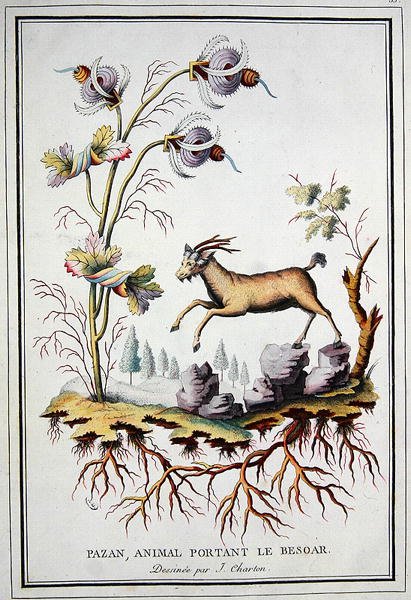 Ein Pazan, ein wildes Bergziege, das einen Bezoar im Magen trägt von J. (after) Charton
