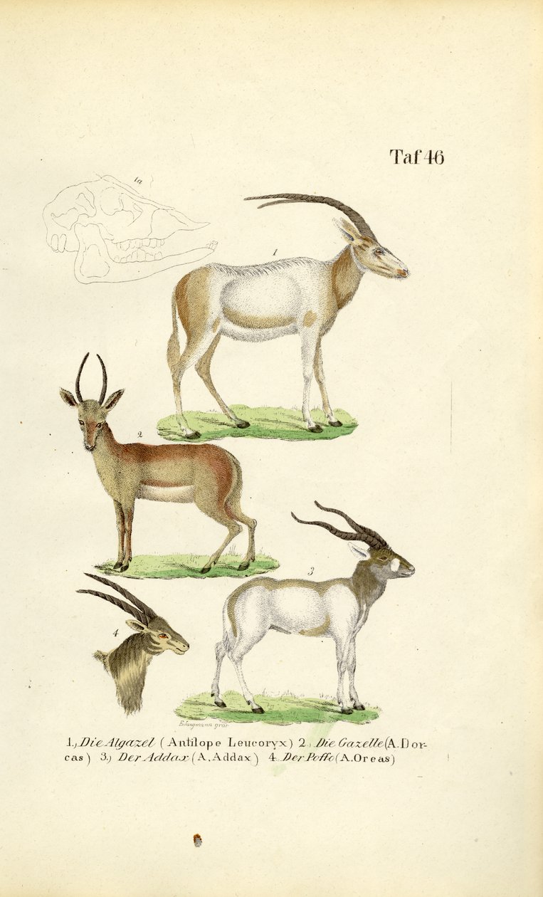Afrikanische Antilopenarten von J. W. Tenhaeff