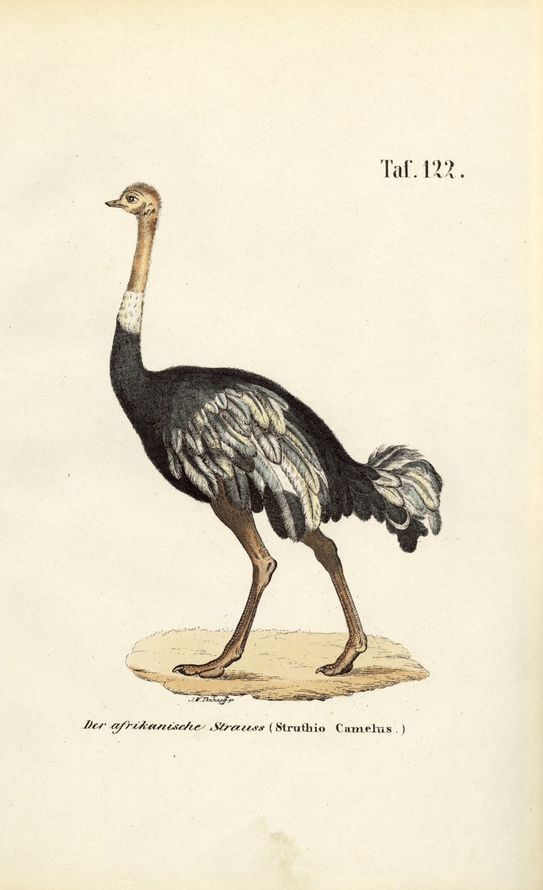 Afrikanischer Strauß von J. W. Tenhaeff