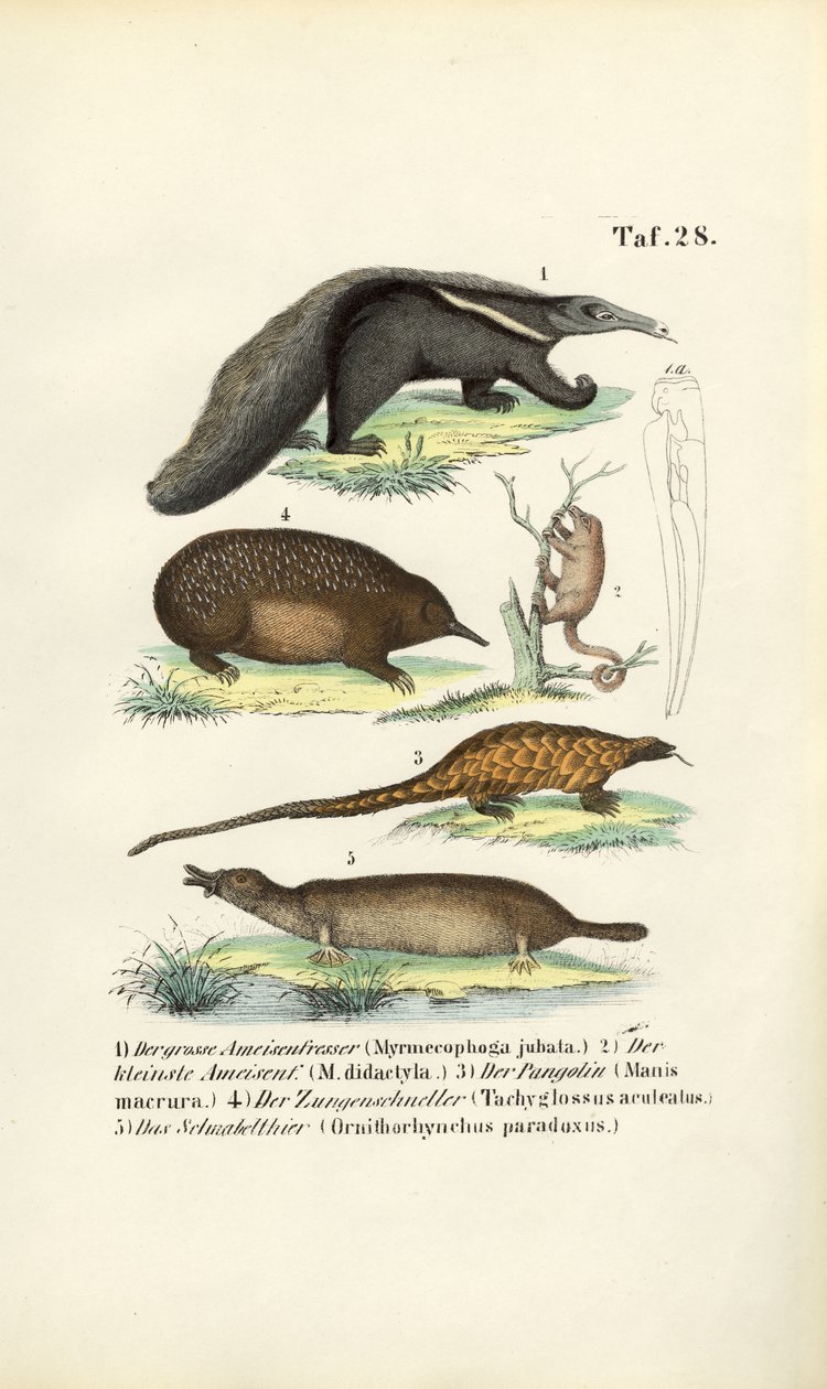 Ameisenbären und andere insektenfressende Säugetiere von J. W. Tenhaeff