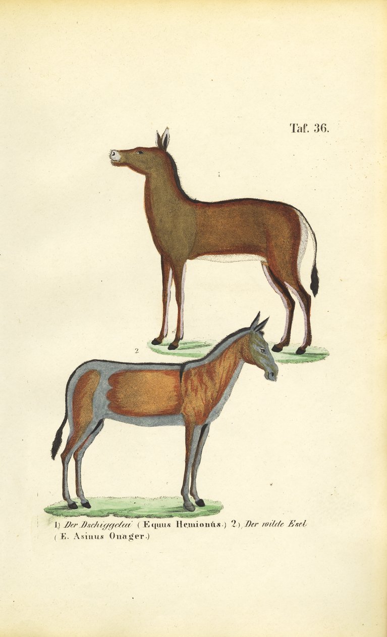 Asiatische Wildpferde: Dziggetai und Onager von J. W. Tenhaeff