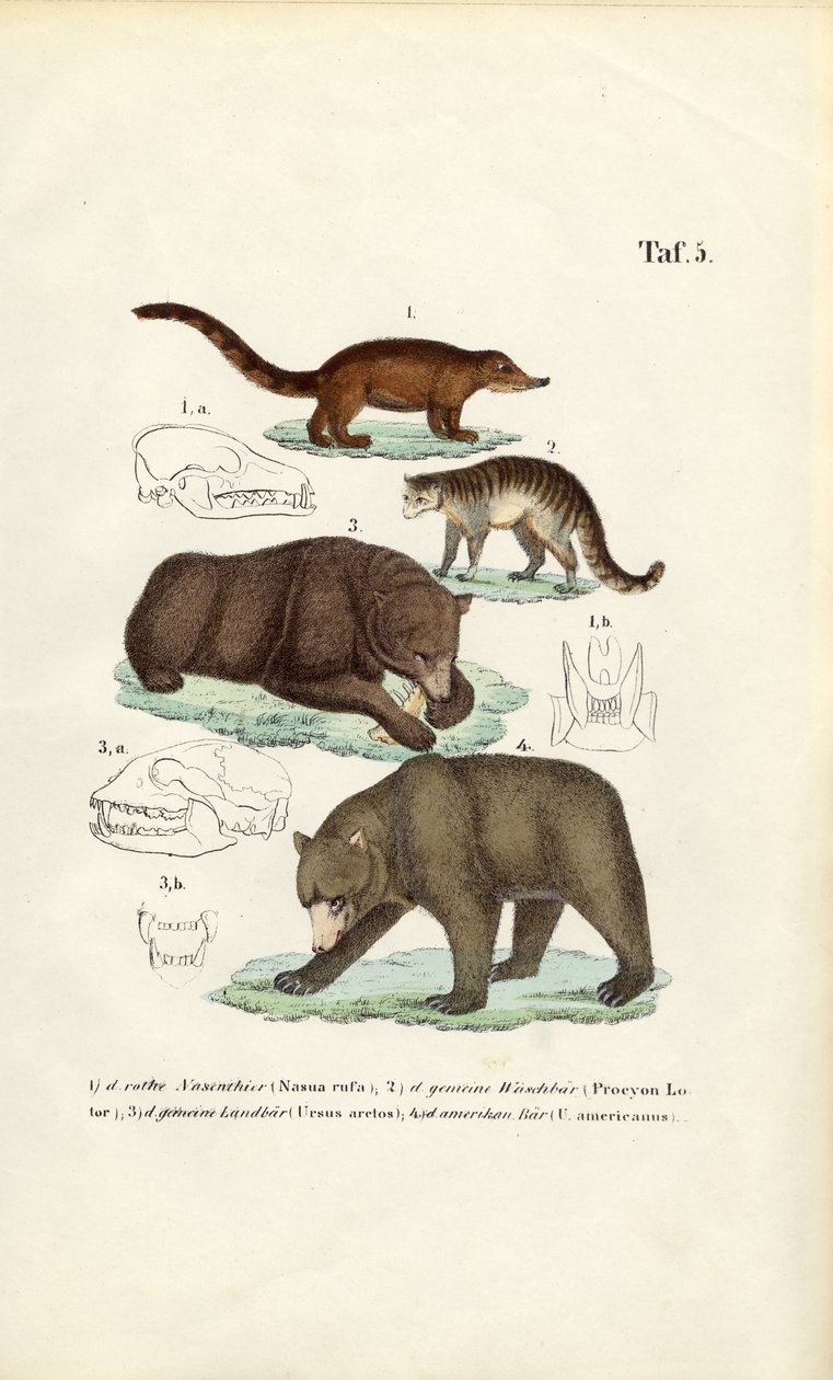 Bären und verwandte Raubtiere mit Schädeldetails von J. W. Tenhaeff