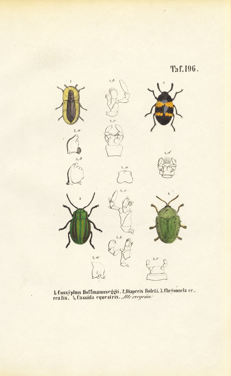 Käferarten mit morphologischen Detailansichten von J. W. Tenhaeff