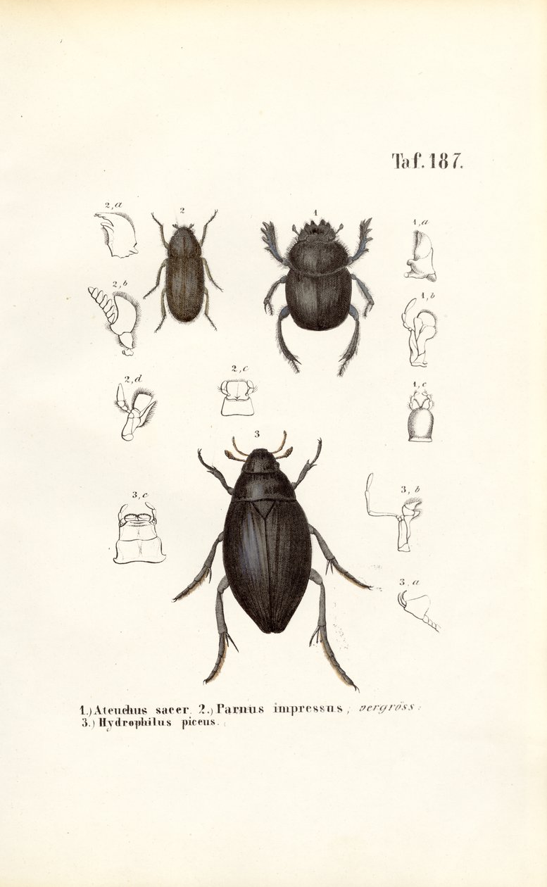Käfer der Familien Scarabaeidae und Hydrophilidae mit anatomischen Details von J. W. Tenhaeff