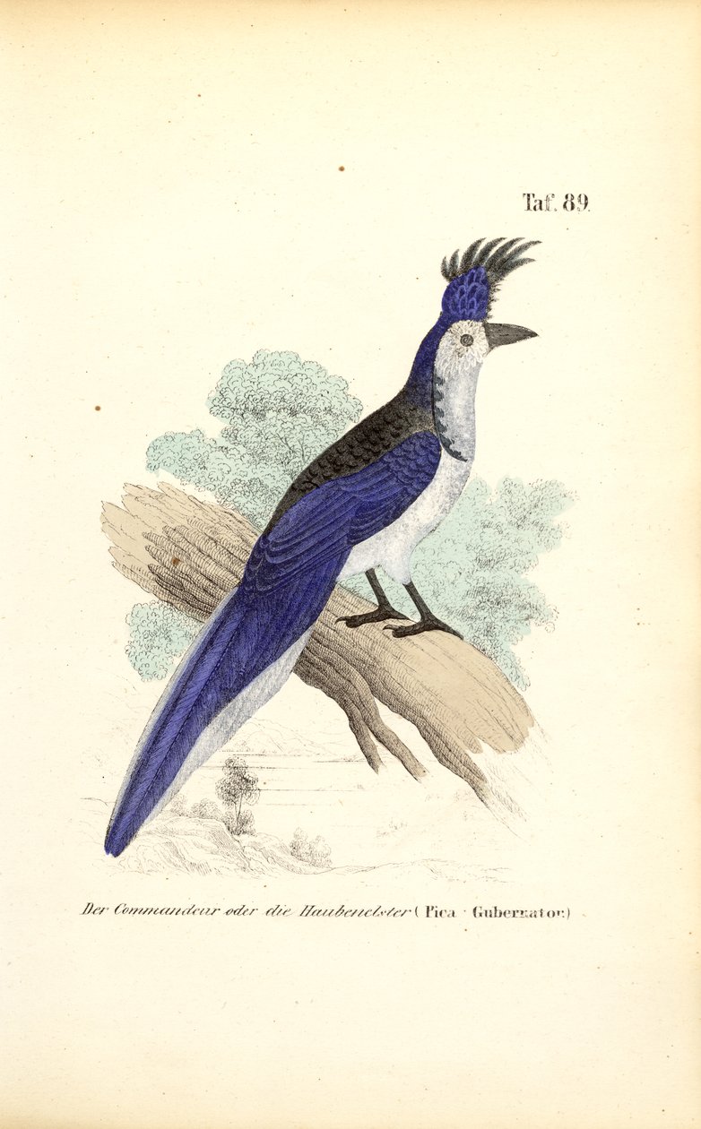 Blauhaubenhäher von J. W. Tenhaeff