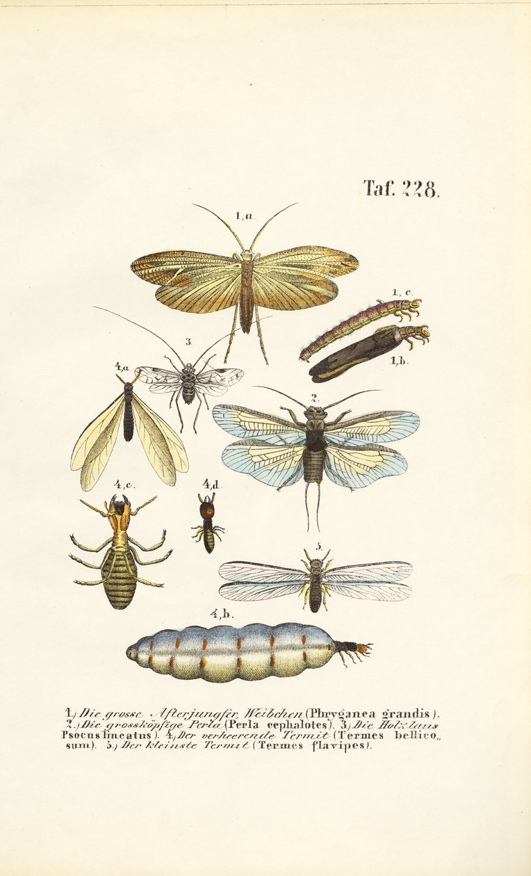 Köcherfliegen, Steinfliegen und Termiten mit Entwicklungsstadien von J. W. Tenhaeff