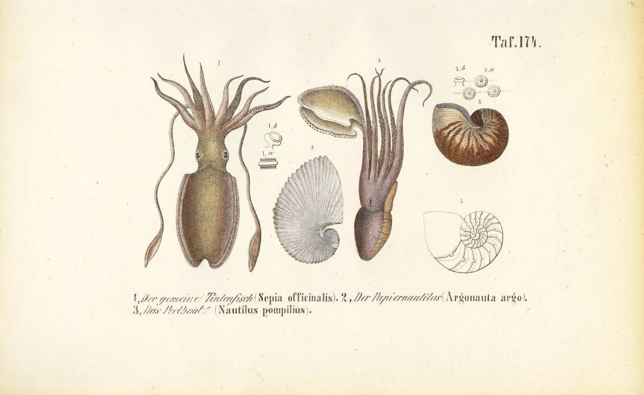 Kopffüßer: Tintenfisch, Papierboot und Nautilus von J. W. Tenhaeff