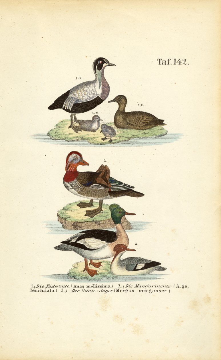Eiderente, Mandarinente und Gänsesäger von J. W. Tenhaeff