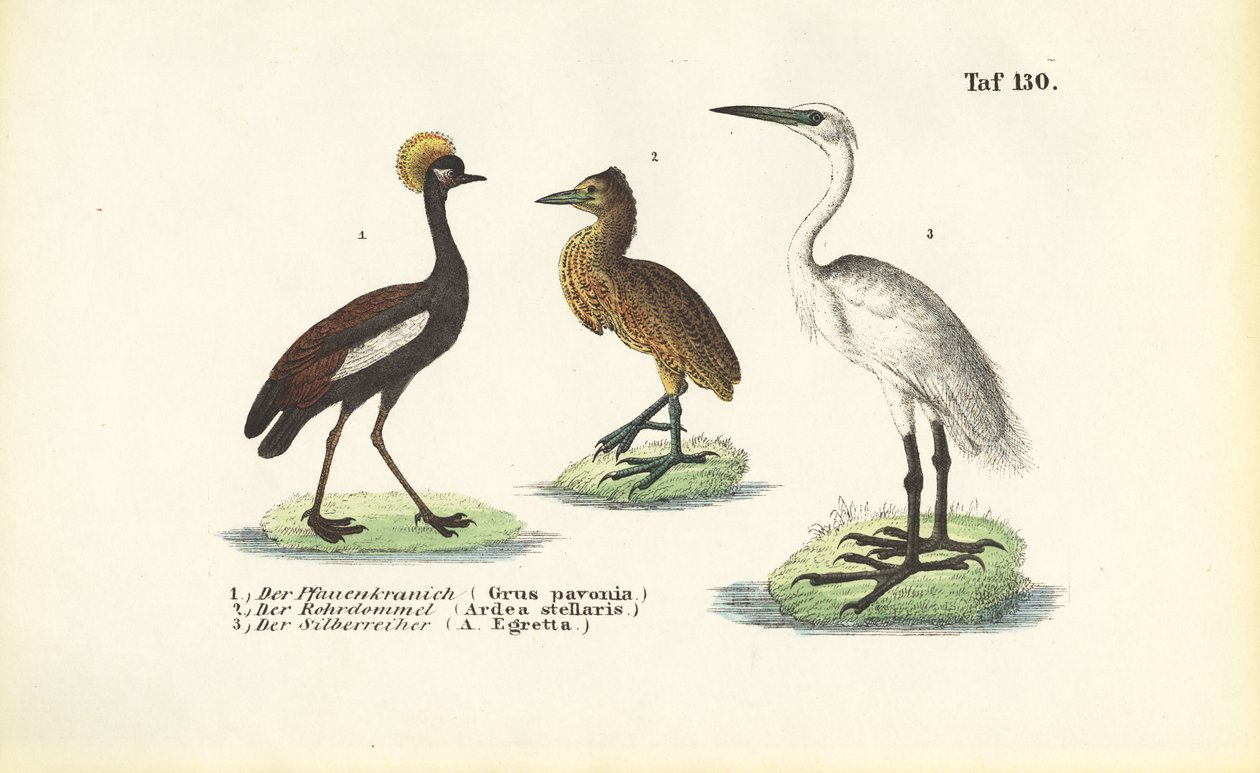 Kraniche und Reiher von J. W. Tenhaeff