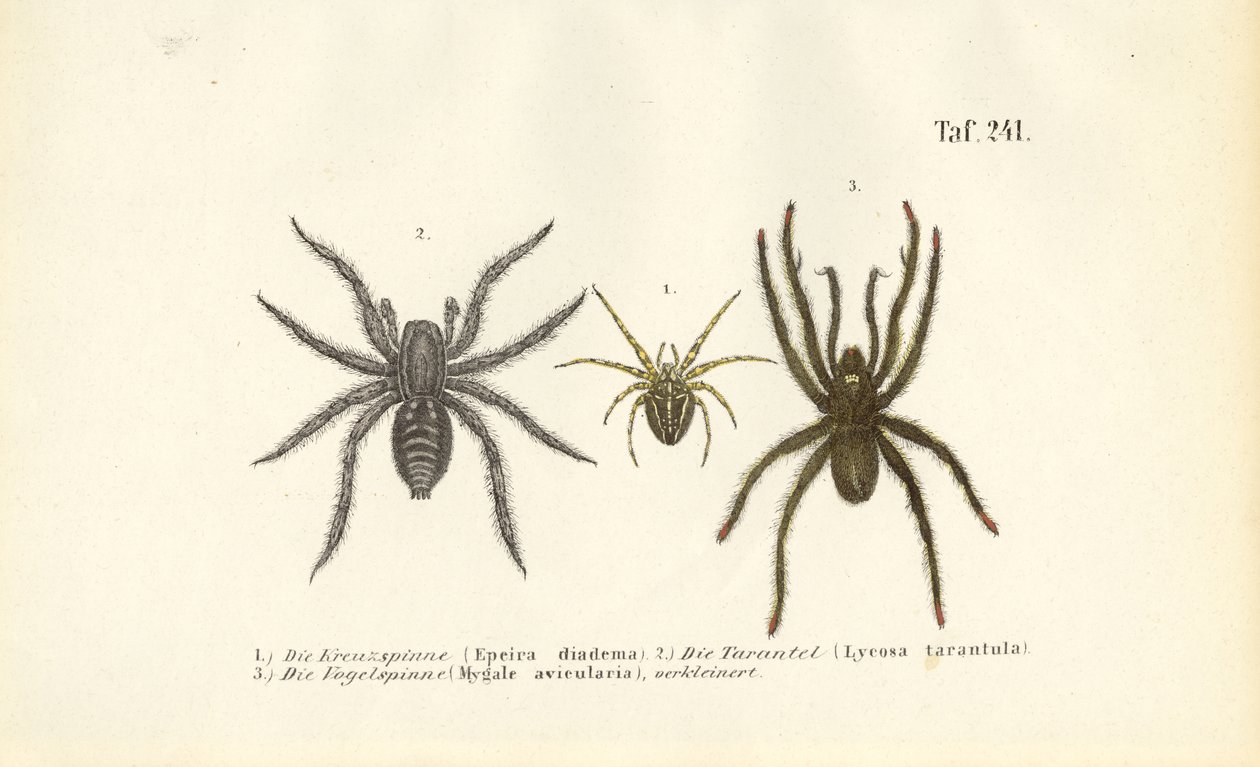 Gefährliche Spinnenarten von J. W. Tenhaeff