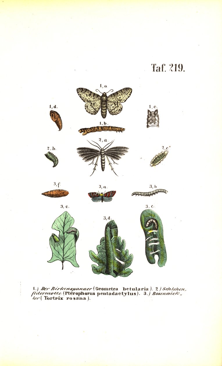 Entwicklungszyklus von Schmetterlingen mit schädlichen Auswirkungen von J. W. Tenhaeff