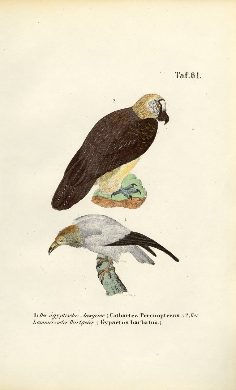 Schmutzgeier und Bartgeier von J. W. Tenhaeff