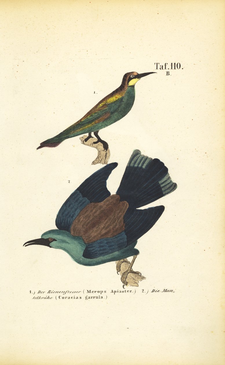 Bienenfresser und Blauracke von J. W. Tenhaeff