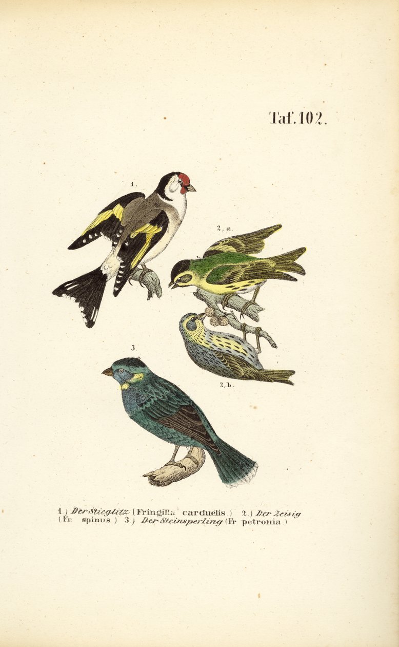 Stieglitz, Erlenzeisig und Felsensperling von J. W. Tenhaeff