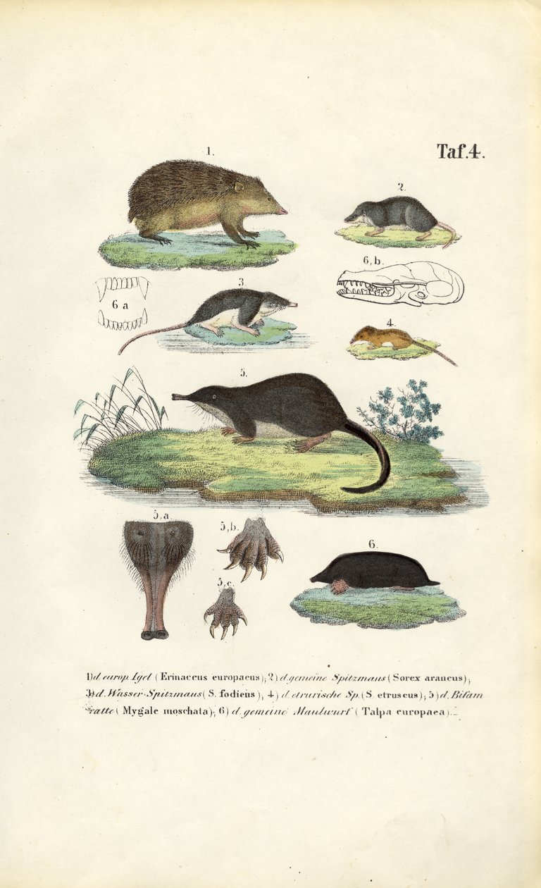 Europäische Insektenfresser: Igel, Spitzmäuse und Maulwurf von J. W. Tenhaeff