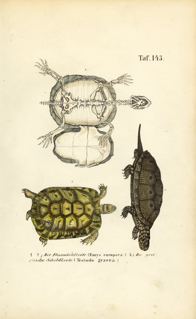 Europäische Sumpfschildkröte und Griechische Landschildkröte von J. W. Tenhaeff