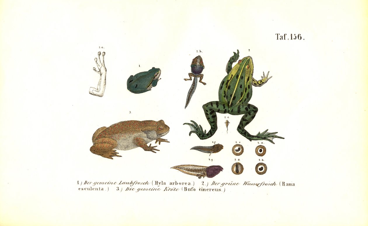 Europäische Laubfrösche und Gewöhnliche Kröte von J. W. Tenhaeff