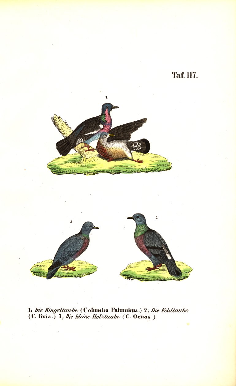 Europäische Wildtauben von J. W. Tenhaeff