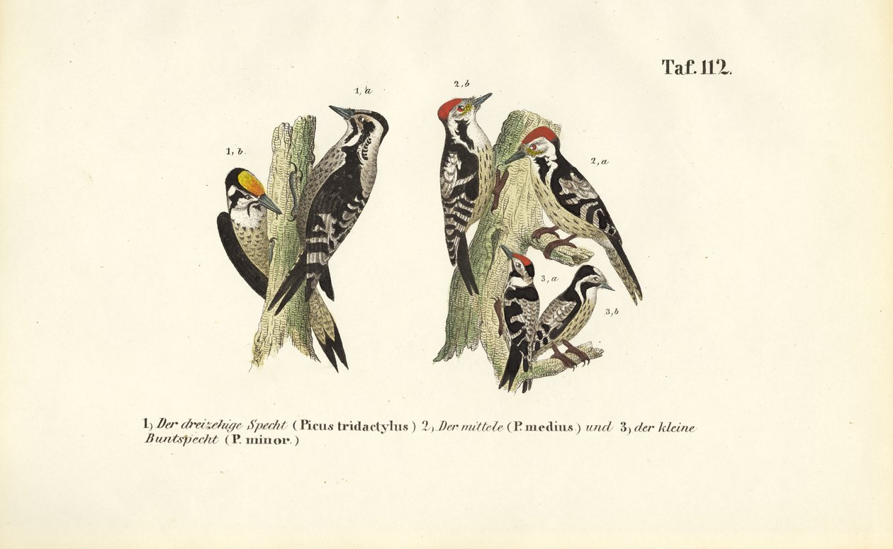 Europäische Spechtarten von J. W. Tenhaeff