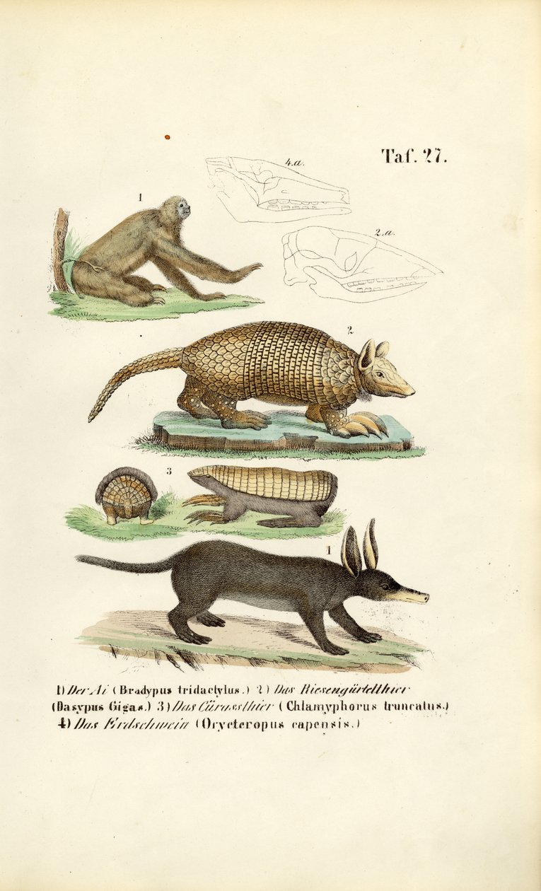 Exotische Säugetiere aus den Neotropen von J. W. Tenhaeff