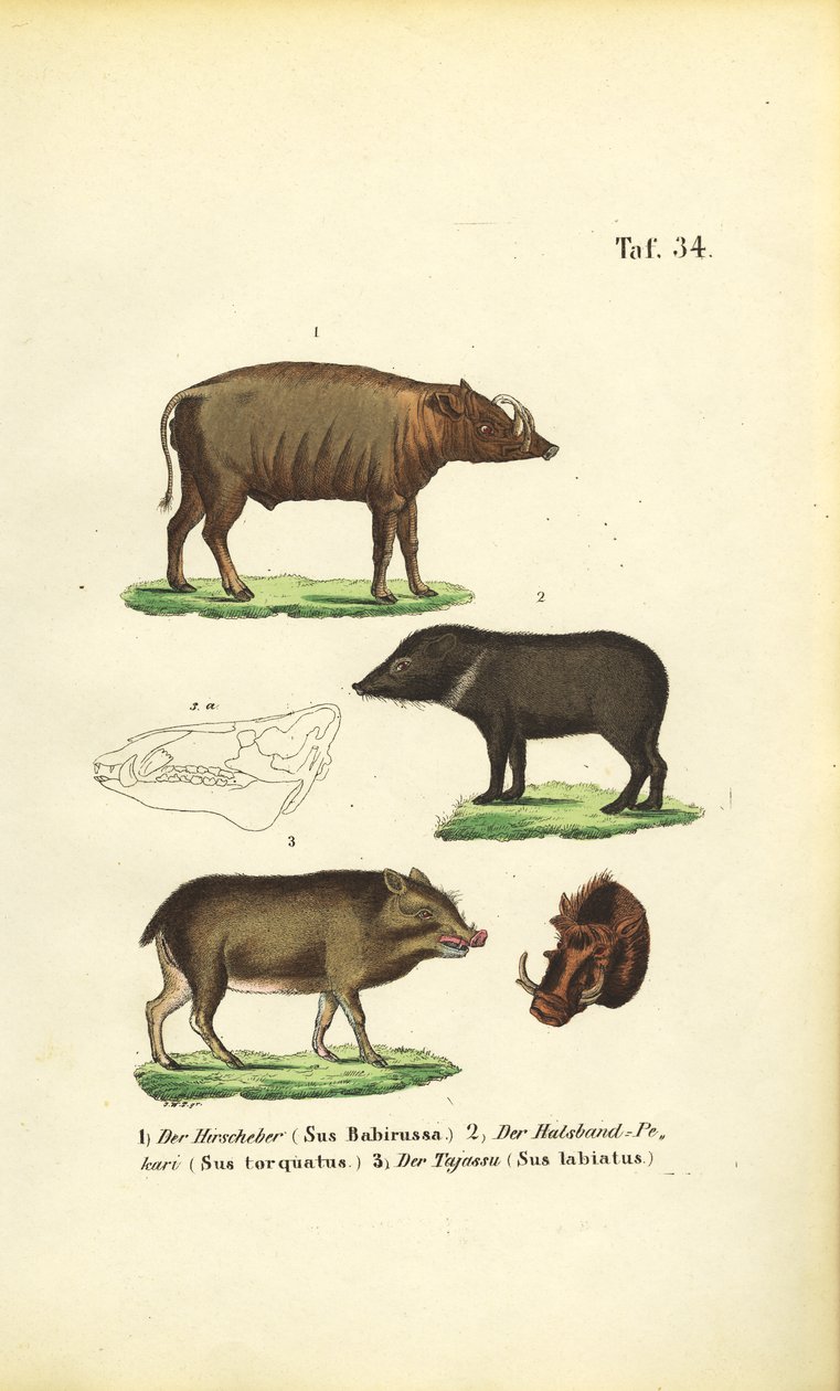 Exotische Schweinearten: Babirusa, Halsbandpekari und Weißbartpekari von J. W. Tenhaeff