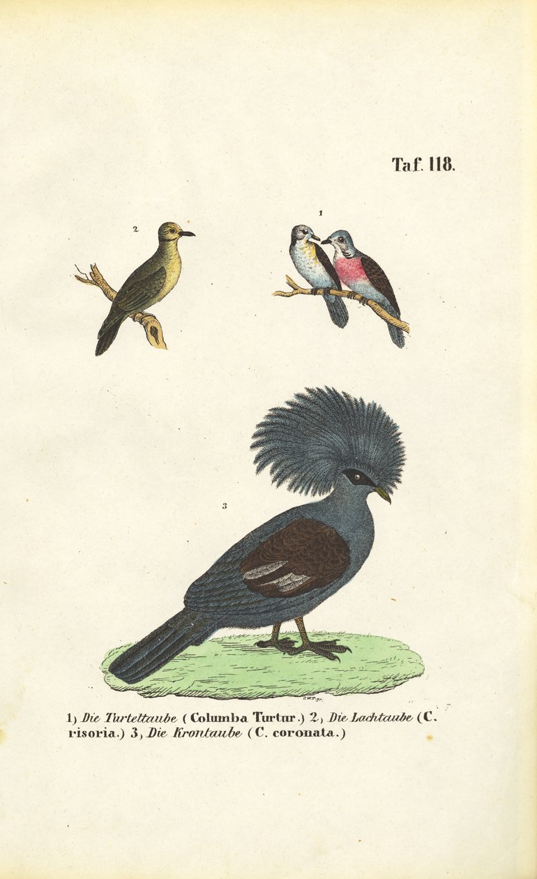 Exotische Taubenarten und Viktoria-Krontaube von J. W. Tenhaeff