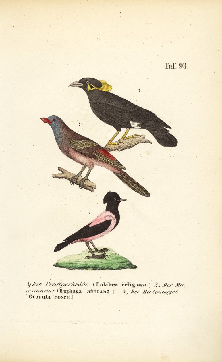 Exotische Singvögel aus Afrika und Asien von J. W. Tenhaeff