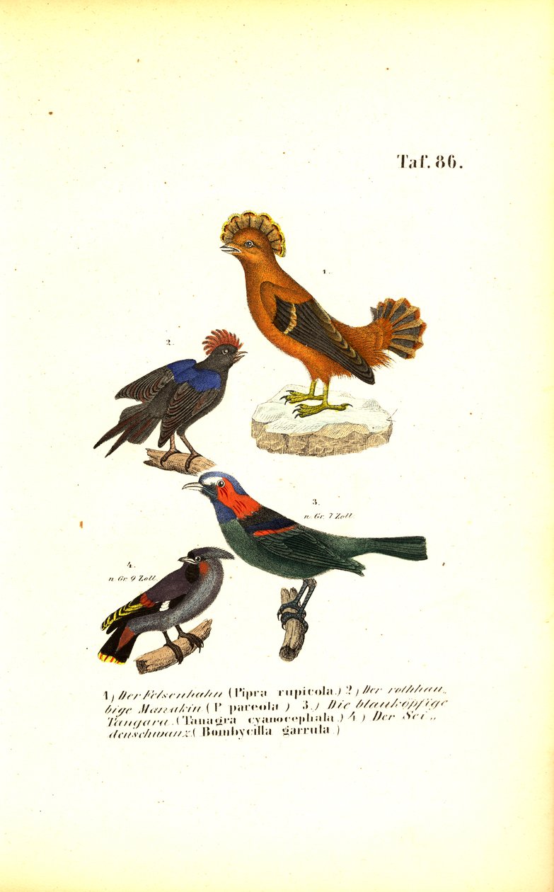 Exotische Singvögel aus Südamerika von J. W. Tenhaeff