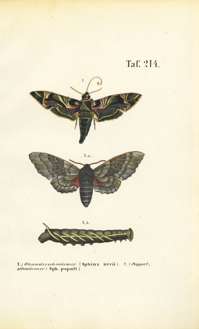 Exotische und einheimische Schwärmer von J. W. Tenhaeff