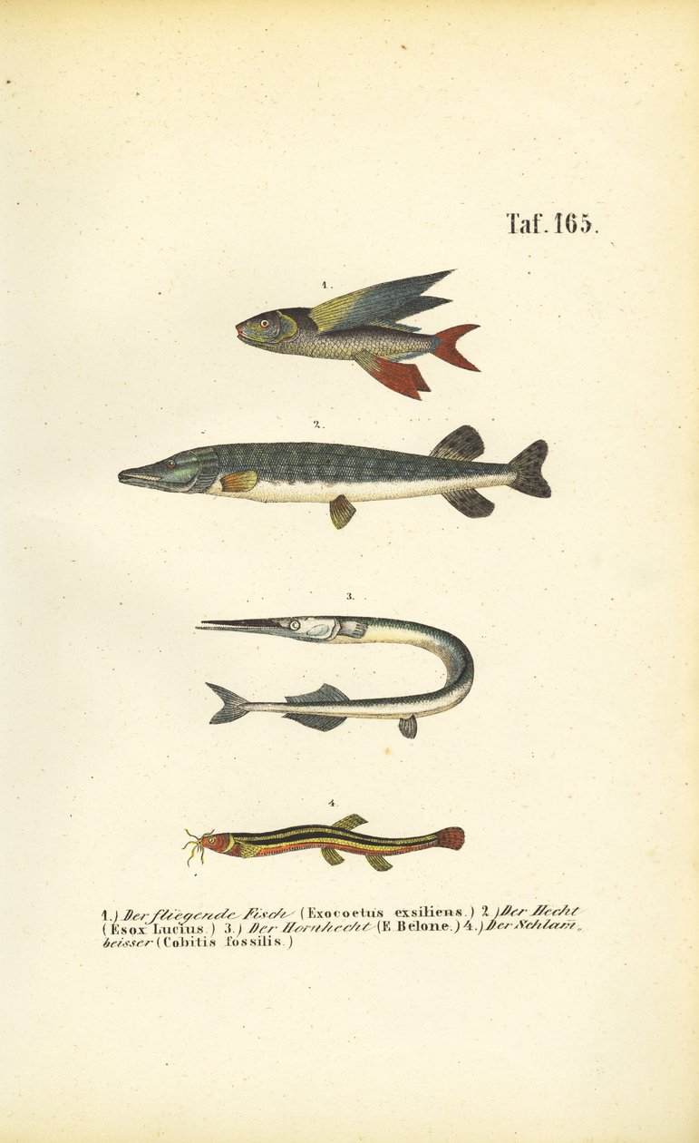 Fliegende Fische, Hecht und Schmerle von J. W. Tenhaeff