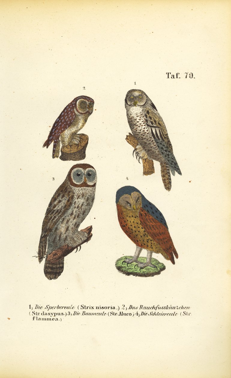 Vier europäische Eulenarten von J. W. Tenhaeff