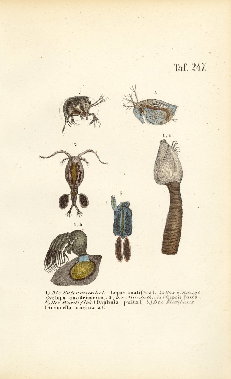 Süßwasser-Krustentiere und schalenbildende Mikroorganismen von J. W. Tenhaeff