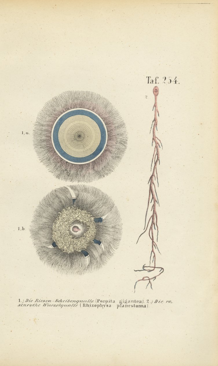 Riesenblaue Knopfqualle und Rote Wurzelqualle von J. W. Tenhaeff