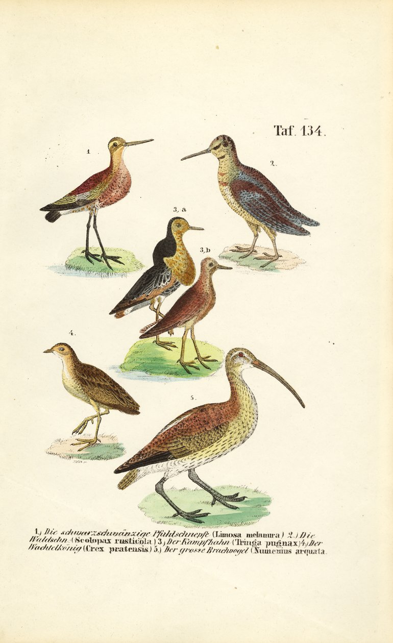 Uferschnepfen, Kampfläufer und Brachvögel von J. W. Tenhaeff