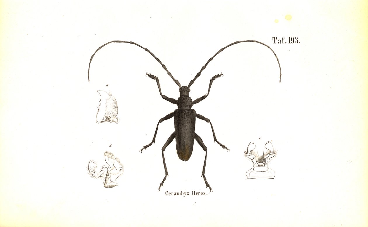 Großer Eichenbockkäfer von J. W. Tenhaeff