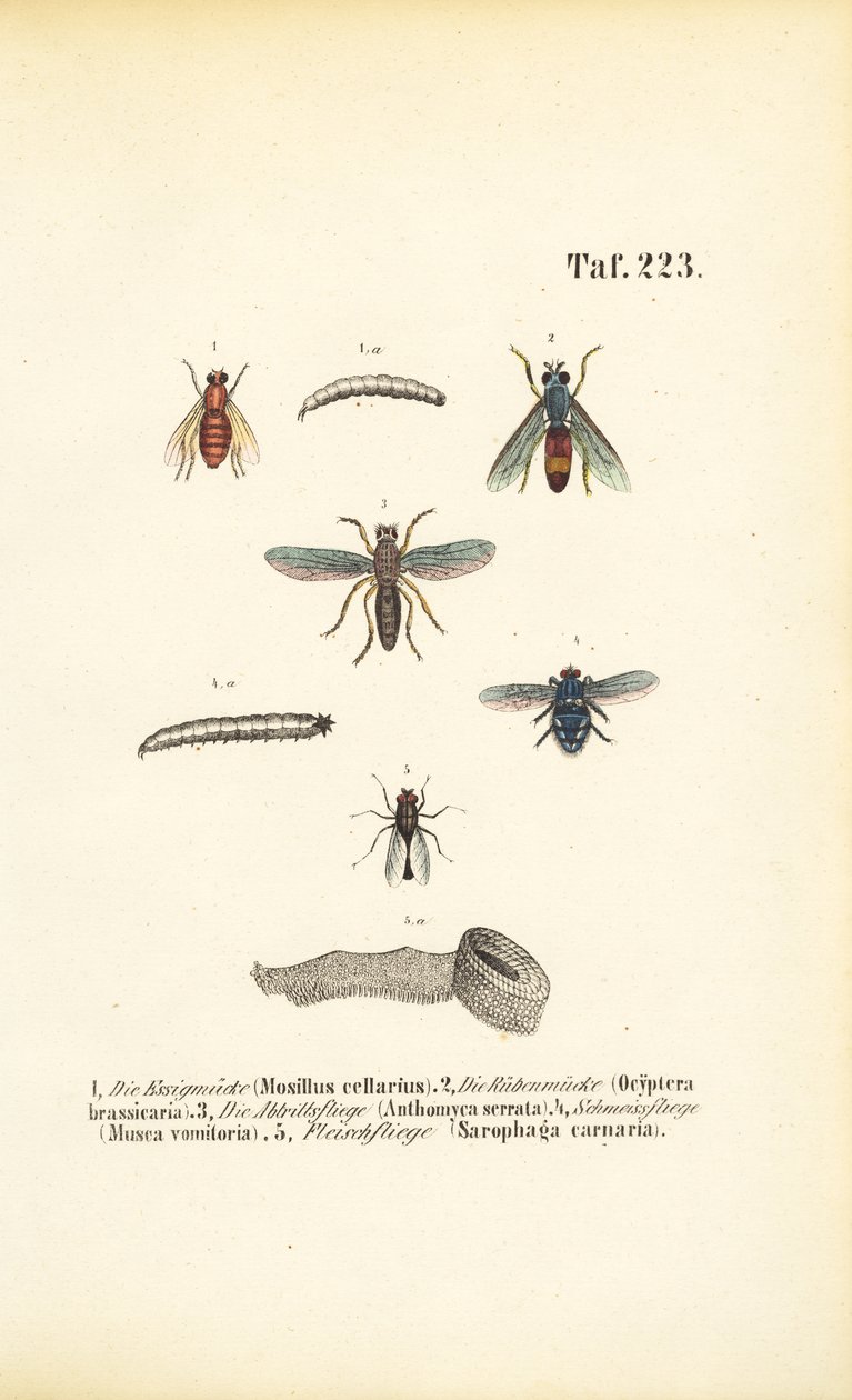 Schädliche Fliegenarten und ihre Larven von J. W. Tenhaeff