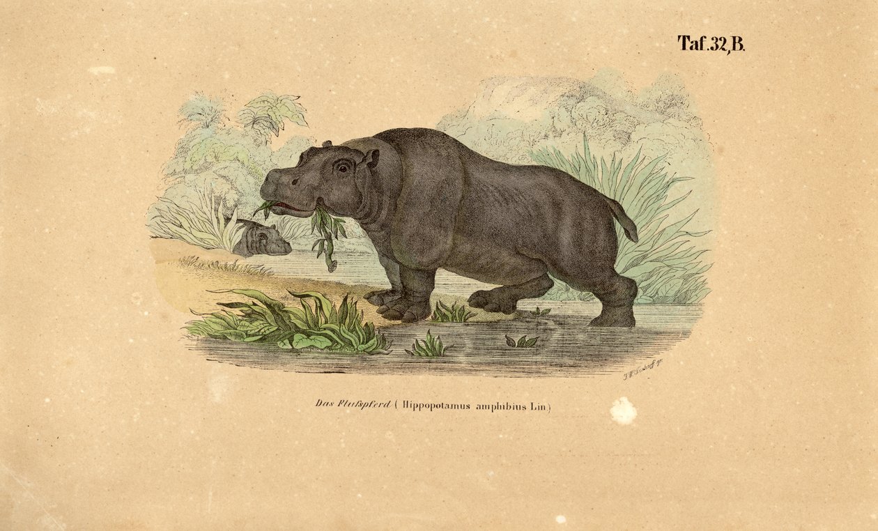 Flusspferd am Wasser von J. W. Tenhaeff